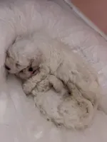 Peluche , a male Maltipoo for sale in Los Angeles, CA – 3 of 10