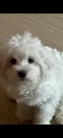 Peluche , a male Maltipoo for sale in Los Angeles, CA – 4 of 10