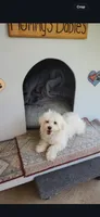 Peluche , a male Maltipoo for sale in Los Angeles, CA – 6 of 10