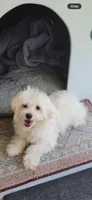 Peluche , a male Maltipoo for sale in Los Angeles, CA – 7 of 10