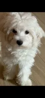 Peluche , a male Maltipoo for sale in Los Angeles, CA – 10 of 10