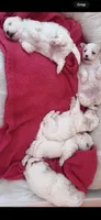 Peluche , a male Maltipoo for sale in Los Angeles, CA – 9 of 10