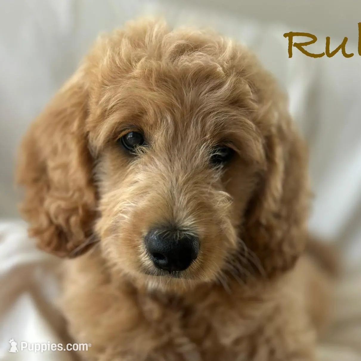 Ruby – Goldendoodle puppy for sale in Waco, TX