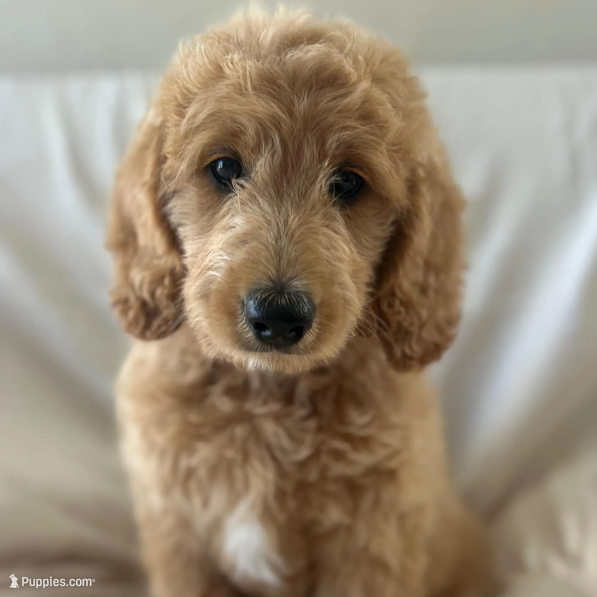Ruby, a female Goldendoodle for sale in Waco, TX – Photo 2 of 2