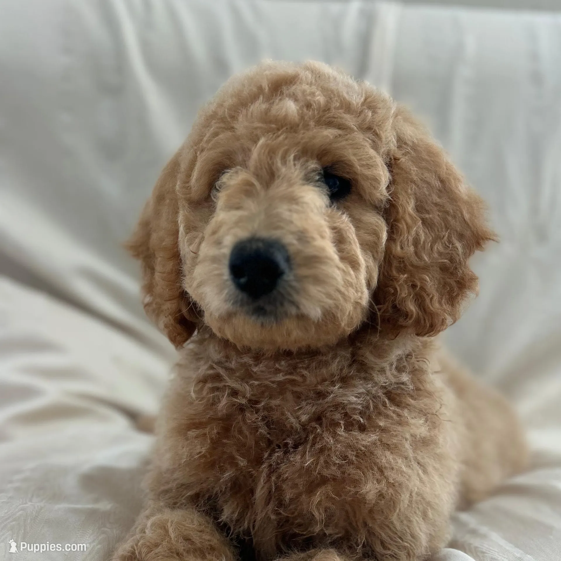 Goldberry, a female Goldendoodle for sale in Waco, TX – Photo 2 of 2