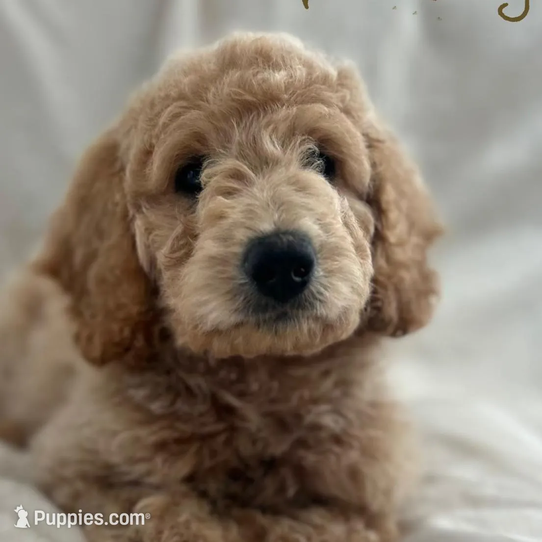 Goldberry, a female Goldendoodle for sale in Waco, TX – Photo 1 of 2
