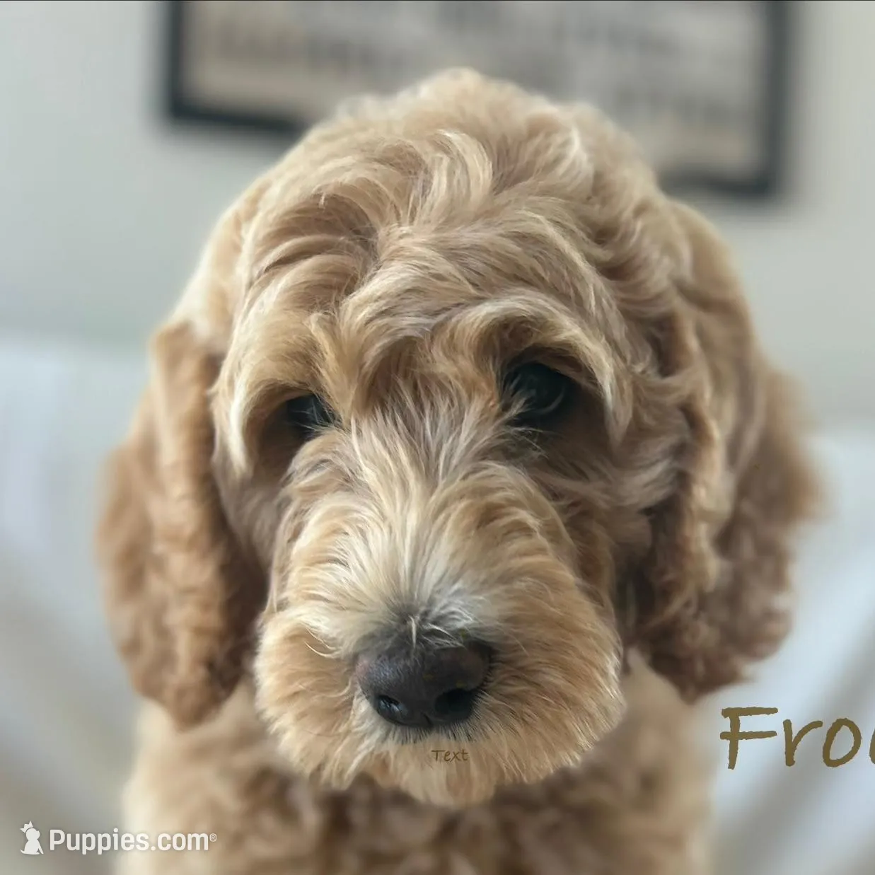 Frodo Baggins – Goldendoodle puppy for sale in Waco, TX