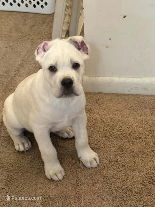 Jack  – Cane Corso puppy for sale in Deptford, NJ