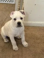 Jack , a male Cane Corso for sale in Deptford, NJ – 1 of 5
