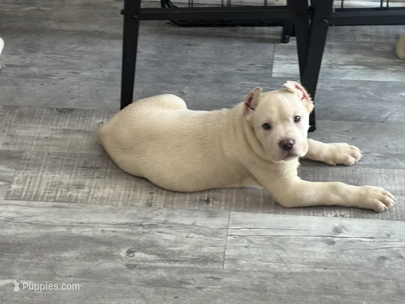 Pablo – Cane Corso puppy for sale in Deptford, NJ