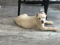 Pablo, a male Cane Corso for sale in Deptford, NJ – 1 of 5