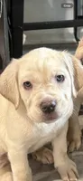 Alexis , a female Cane Corso for sale in Deptford, NJ – 4 of 4