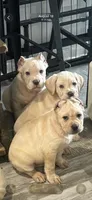 Alexis , a female Cane Corso for sale in Deptford, NJ – 3 of 4