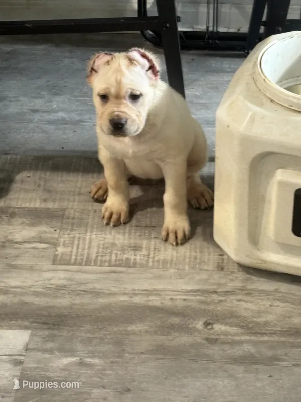 Bernice  – Cane Corso puppy for sale in Deptford, NJ