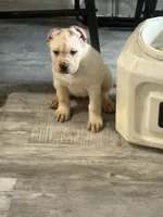 Bernice , a female Cane Corso for sale in Deptford, NJ – 1 of 2