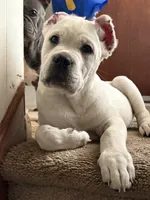 Jack , a male Cane Corso for sale in Deptford, NJ – 3 of 5