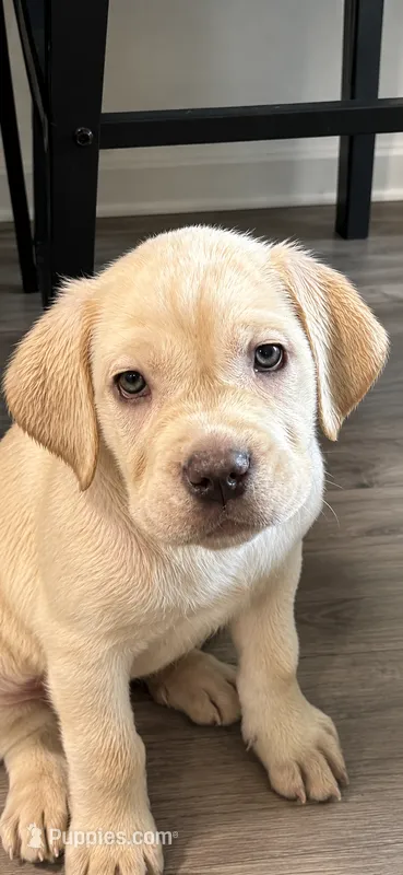 Alexis  – Cane Corso puppy for sale in Deptford, NJ