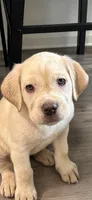 Alexis , a female Cane Corso for sale in Deptford, NJ – 1 of 4