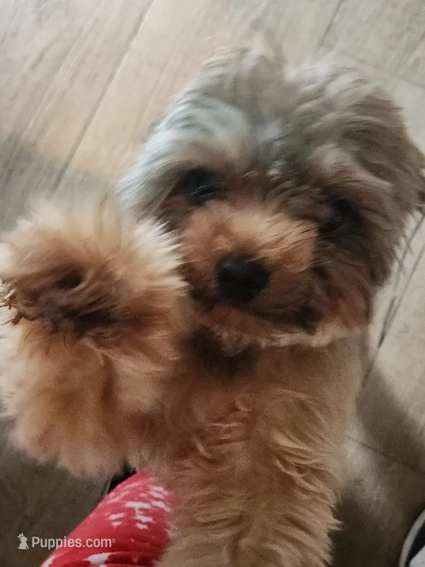 Coco Chanel – Shih Tzu, Yorkshire Terrier puppy for sale in Tuscaloosa, AL
