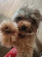 Coco Chanel, a female Shih Tzu and Yorkshire Terrier for sale in Tuscaloosa, AL – 1 of 2