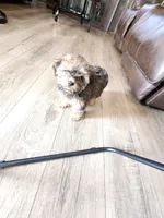 Coco Chanel, a female Shih Tzu and Yorkshire Terrier for sale in Tuscaloosa, AL – 2 of 2