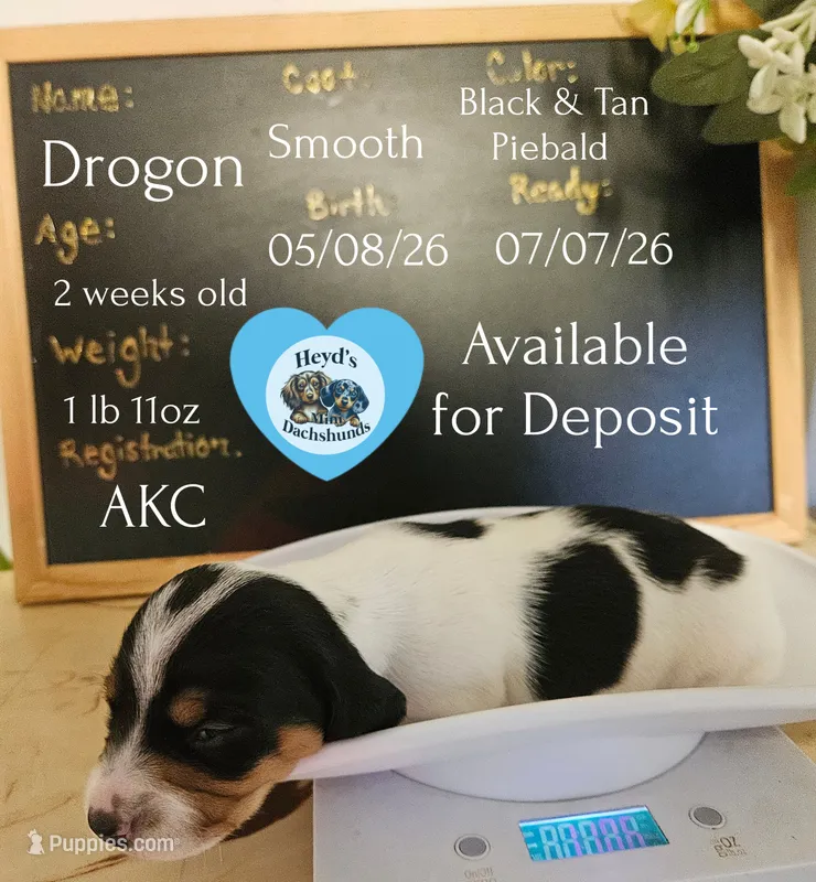 Drogon – Dachshund puppy for sale in Hoquiam, WA