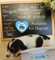 Drogon, a male Dachshund for sale in Hoquiam, WA – 1 of 4