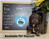 Fox, a male Miniature Dachshund for sale in Hoquiam, WA – 2 of 6