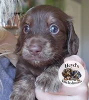 Fox, a male Miniature Dachshund for sale in Hoquiam, WA – 1 of 6