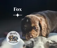 Fox, a male Miniature Dachshund for sale in Hoquiam, WA – 6 of 6