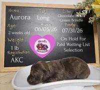 Aurora, a female Miniature Dachshund for sale in Hoquiam, WA – 1 of 2