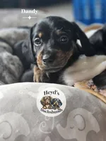 Dandelion , a male Dachshund for sale in Hoquiam, WA – 7 of 7