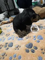 Dandelion , a male Dachshund for sale in Hoquiam, WA – 5 of 5