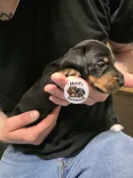 Dandelion , a male Dachshund for sale in Hoquiam, WA – 2 of 5