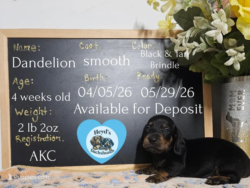 Dandelion  – Dachshund puppy for sale in Hoquiam, WA