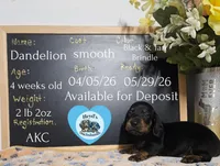 Dandelion , a male Dachshund for sale in Hoquiam, WA – 1 of 5