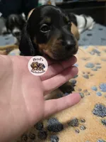 Dandelion , a male Dachshund for sale in Hoquiam, WA – 3 of 5