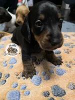 Dandelion , a male Dachshund for sale in Hoquiam, WA – 4 of 5