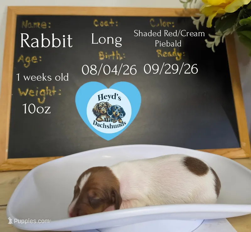 Rabbit – Miniature Dachshund puppy for sale in Hoquiam, WA