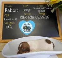 Rabbit, a male Miniature Dachshund for sale in Hoquiam, WA – 1 of 2