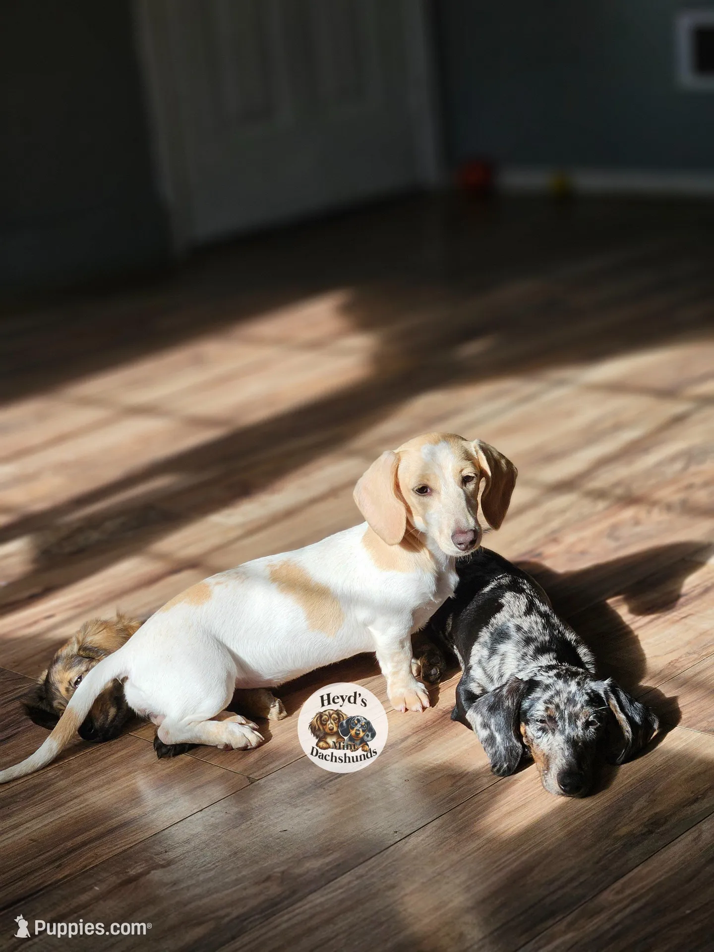 Pandora, a female Miniature Dachshund for sale in Hoquiam, WA – Photo 2 of 4