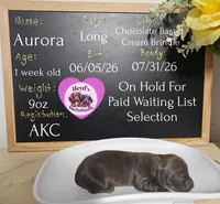 Aurora, a female Miniature Dachshund for sale in Hoquiam, WA – 2 of 2