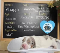 Vhagar, a male Dachshund for sale in Hoquiam, WA – 5 of 6