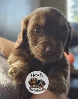 Fox, a male Miniature Dachshund for sale in Hoquiam, WA – 5 of 6