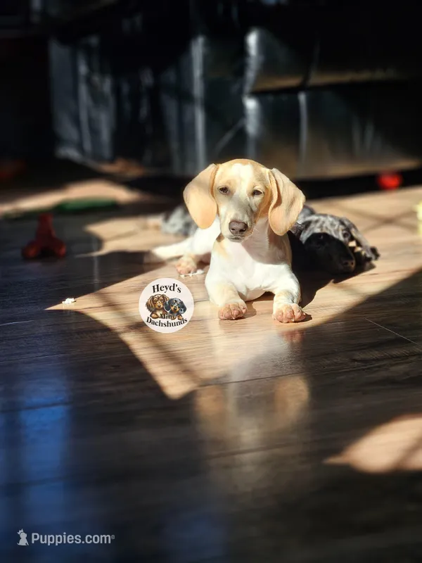 Pandora – Miniature Dachshund puppy for sale in Hoquiam, WA