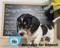 Drogon, a male Dachshund for sale in Hoquiam, WA – 2 of 10