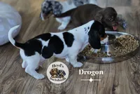 Drogon, a male Dachshund for sale in Hoquiam, WA – 6 of 10