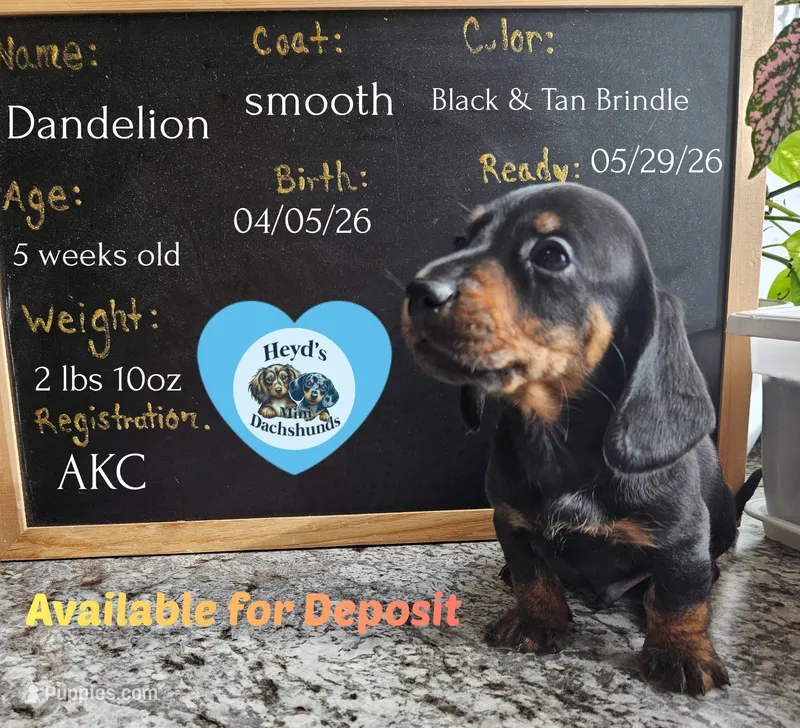 Dandelion  – Dachshund puppy for sale in Hoquiam, WA