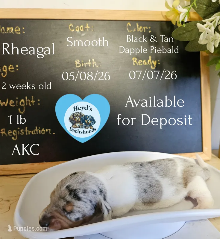 Rheagal – Miniature Dachshund puppy for sale in Hoquiam, WA