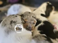 Rheagal, a male Miniature Dachshund for sale in Hoquiam, WA – 3 of 4